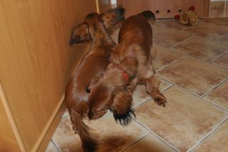 NADIM jamniki Kollapsar